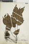 Adiantum platyphyllum image