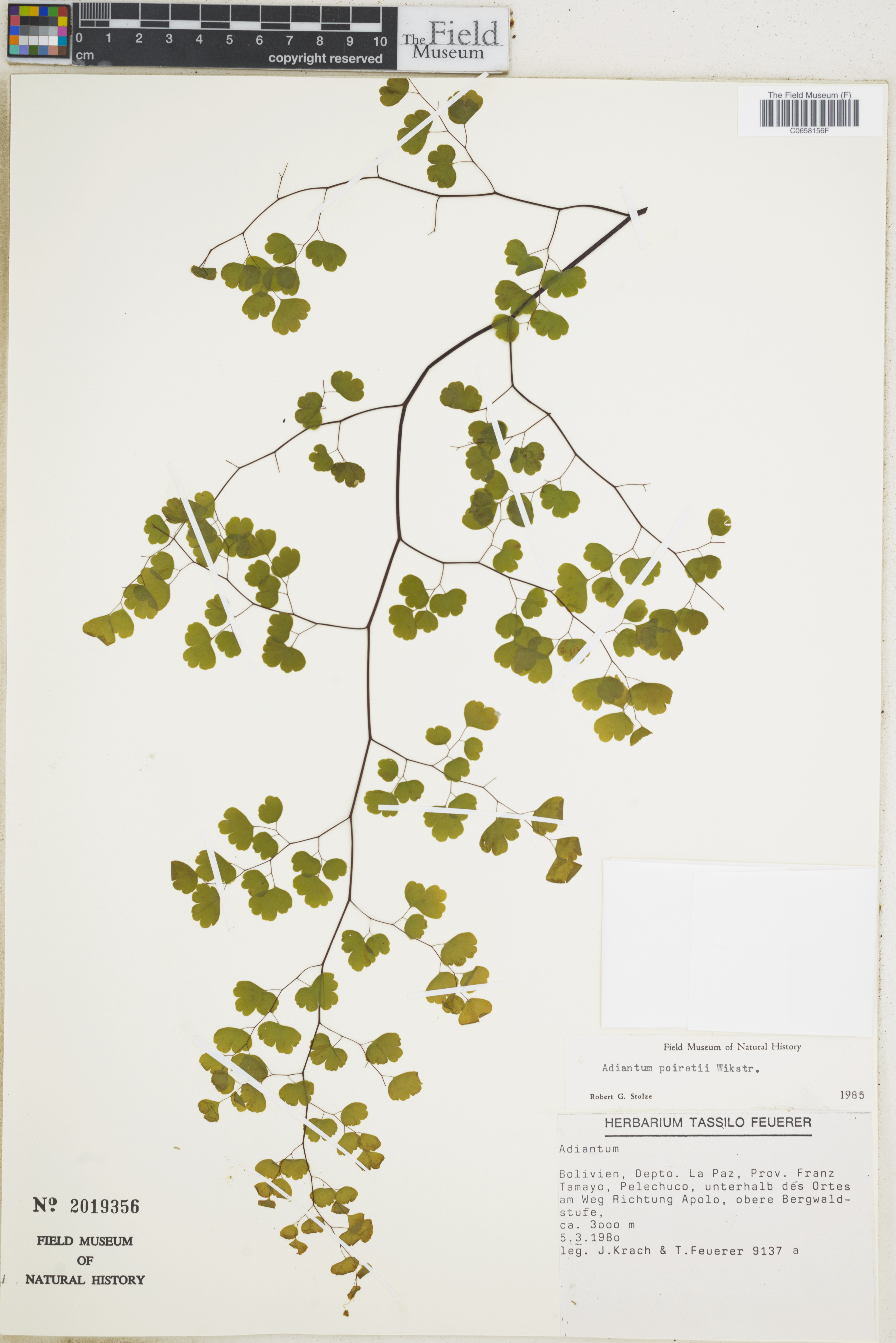 Adiantum poiretii image