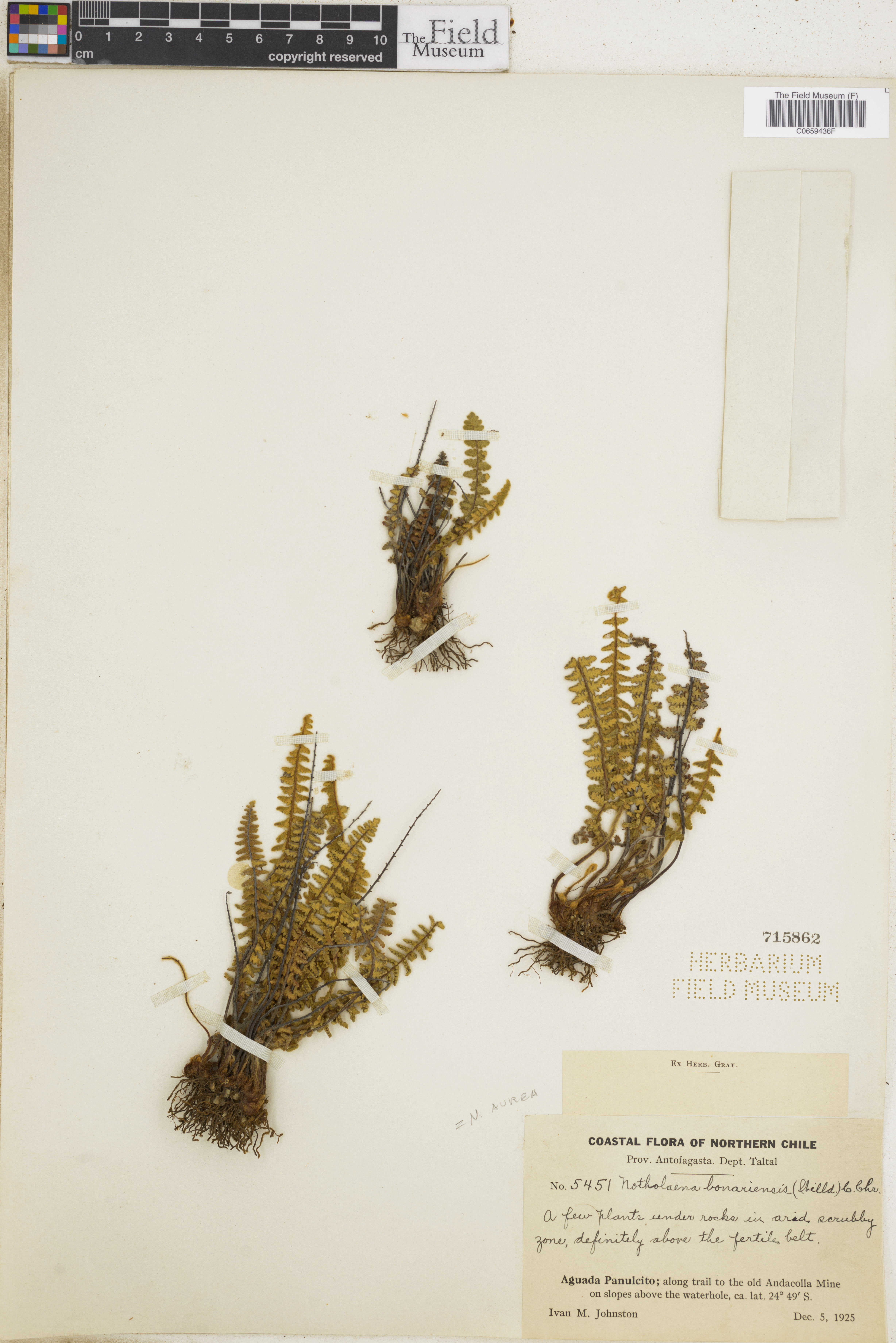 Cheilanthes bonariensis image