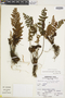 Cheilanthes lonchophylla image