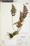 Cheilanthes lonchophylla image