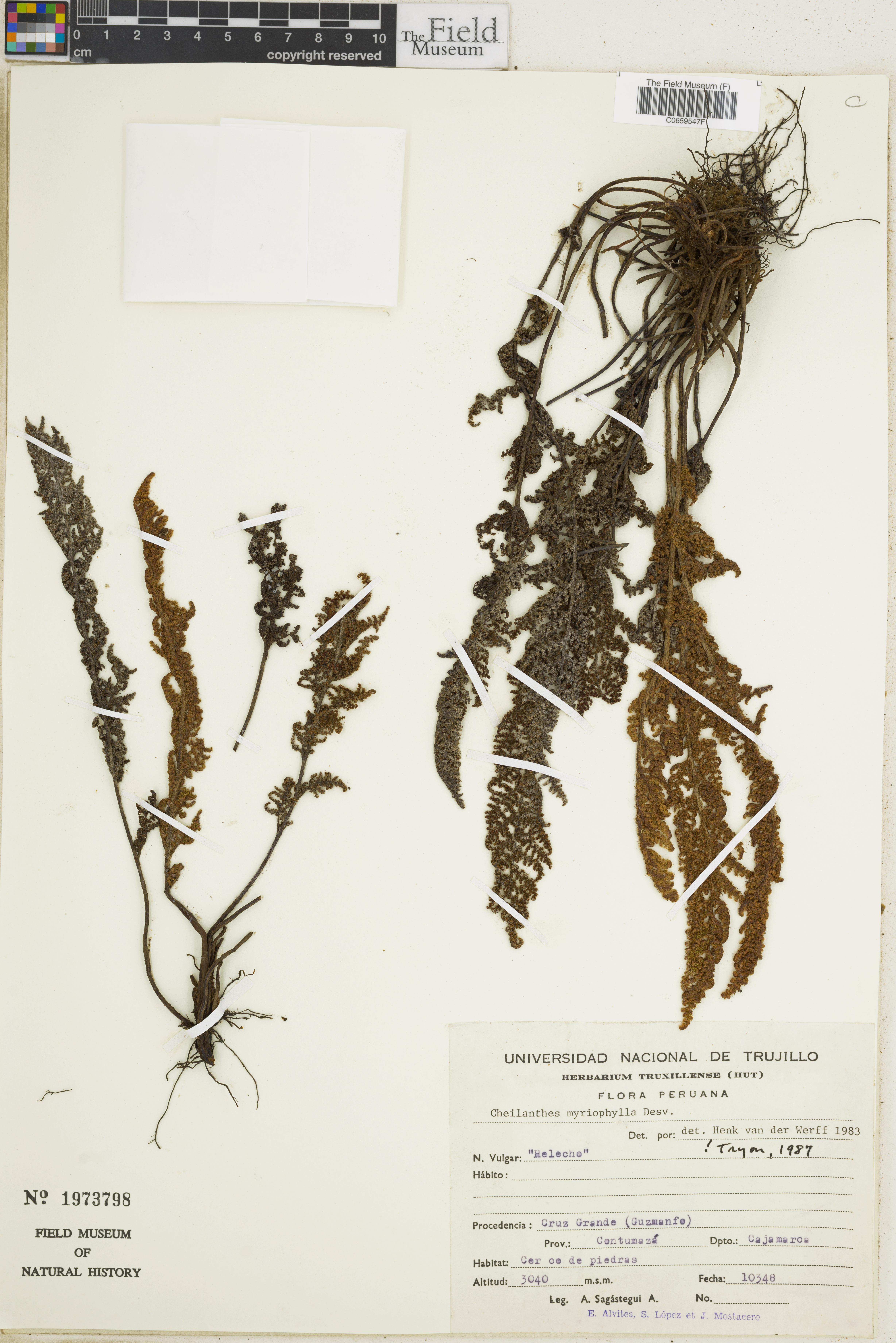 Cheilanthes myriophylla image