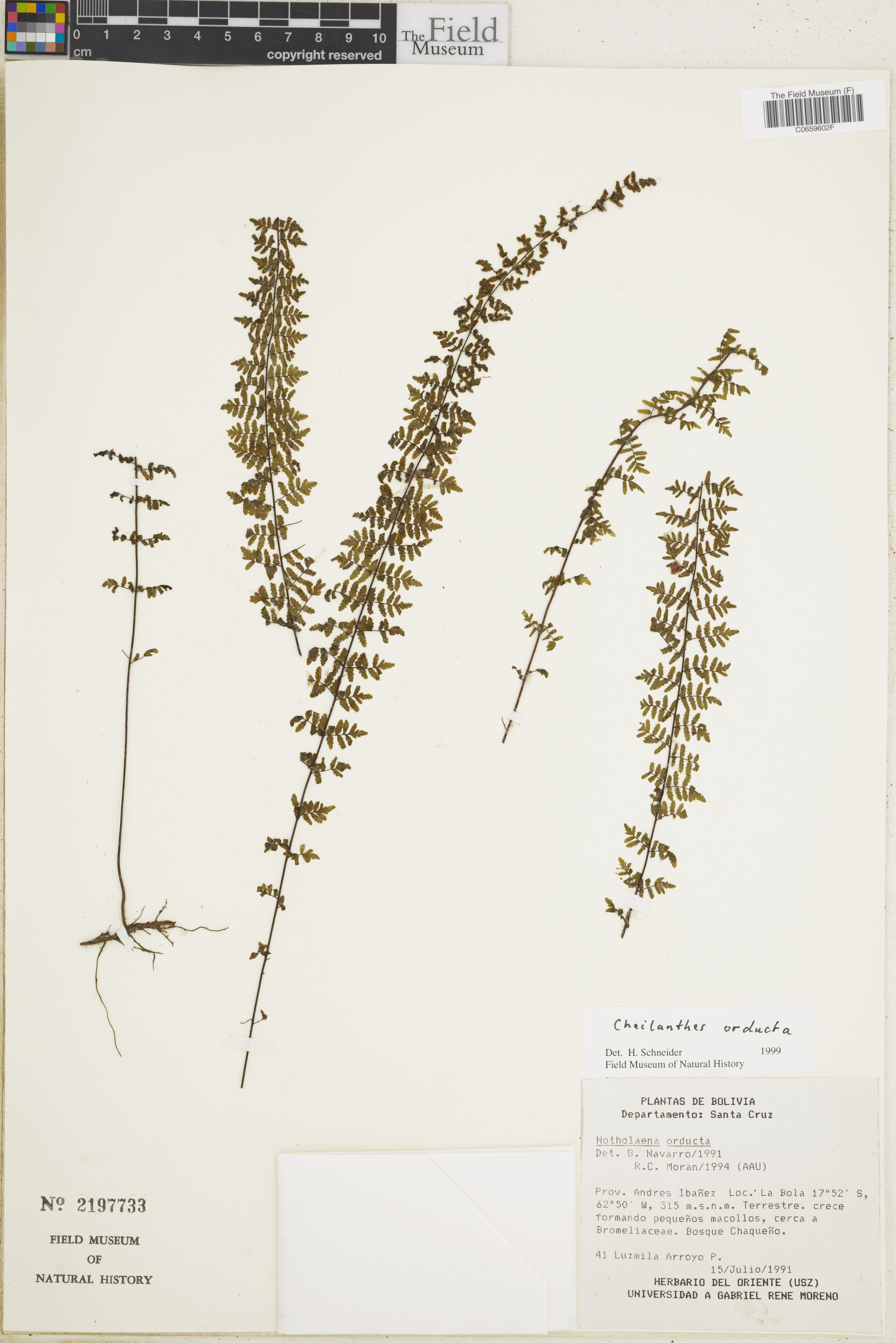 Cheilanthes obducta image