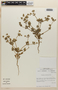 Eryngium pulchellum Phil., Chile, M. O. Dillon 5191, F
