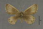 95324 Argyrophorus penai PT d IN