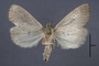 95373 Caradrina insipida HT v IN