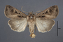 95387 Agrotis tricosa HT d IN