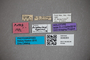 3048363 Stenusm trigeminus HT labels2 IN
