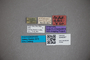 3048367 Stenus tuberosicollis ST labels2 IN