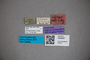 3048367 Stenus tuberosicollis ST labels IN
