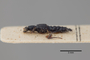 3048367 Stenus tuberosicollis ST p IN