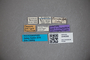 3048368 Stenus turneri ST labels IN