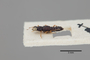 3048368 Stenus turneri ST p IN