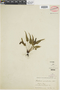 Ferns From Past to Present, funded by the Institute of Museum and Library Services (Award No. MA-30-13-0544-13).