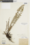 Ferns From Past to Present, funded by the Institute of Museum and Library Services (Award No. MA-30-13-0544-13).
