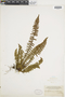 Ferns From Past to Present, funded by the Institute of Museum and Library Services (Award No. MA-30-13-0544-13).