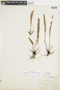 Ferns From Past to Present, funded by the Institute of Museum and Library Services (Award No. MA-30-13-0544-13).
