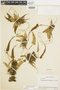Ferns From Past to Present, funded by the Institute of Museum and Library Services (Award No. MA-30-13-0544-13).
