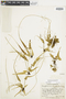 Ferns From Past to Present, funded by the Institute of Museum and Library Services (Award No. MA-30-13-0544-13).