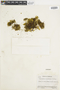 Ferns From Past to Present, funded by the Institute of Museum and Library Services (Award No. MA-30-13-0544-13).