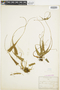 Ferns From Past to Present, funded by the Institute of Museum and Library Services (Award No. MA-30-13-0544-13).