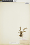 Ferns From Past to Present, funded by the Institute of Museum and Library Services (Award No. MA-30-13-0544-13).