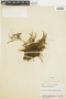 Ferns From Past to Present, funded by the Institute of Museum and Library Services (Award No. MA-30-13-0544-13).