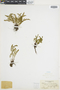 Ferns From Past to Present, funded by the Institute of Museum and Library Services (Award No. MA-30-13-0544-13).