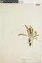 Ferns From Past to Present, funded by the Institute of Museum and Library Services (Award No. MA-30-13-0544-13).