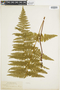 Ferns From Past to Present, funded by the Institute of Museum and Library Services (Award No. MA-30-13-0544-13).