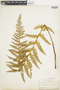 Ferns From Past to Present, funded by the Institute of Museum and Library Services (Award No. MA-30-13-0544-13).