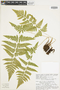 Ferns From Past to Present, funded by the Institute of Museum and Library Services (Award No. MA-30-13-0544-13).