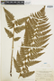 Ferns From Past to Present, funded by the Institute of Museum and Library Services (Award No. MA-30-13-0544-13).