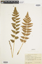 Ferns From Past to Present, funded by the Institute of Museum and Library Services (Award No. MA-30-13-0544-13).