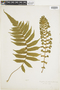Ferns From Past to Present, funded by the Institute of Museum and Library Services (Award No. MA-30-13-0544-13).
