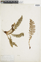 Ferns From Past to Present, funded by the Institute of Museum and Library Services (Award No. MA-30-13-0544-13).