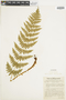 Ferns From Past to Present, funded by the Institute of Museum and Library Services (Award No. MA-30-13-0544-13).