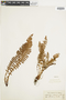 Ferns From Past to Present, funded by the Institute of Museum and Library Services (Award No. MA-30-13-0544-13).