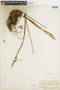 Ferns From Past to Present, funded by the Institute of Museum and Library Services (Award No. MA-30-13-0544-13).