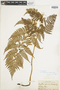 Ferns From Past to Present, funded by the Institute of Museum and Library Services (Award No. MA-30-13-0544-13).