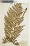 Ferns From Past to Present, funded by the Institute of Museum and Library Services (Award No. MA-30-13-0544-13).