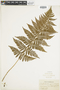 Ferns From Past to Present, funded by the Institute of Museum and Library Services (Award No. MA-30-13-0544-13).