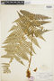 Ferns From Past to Present, funded by the Institute of Museum and Library Services (Award No. MA-30-13-0544-13).