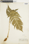 Ferns From Past to Present, funded by the Institute of Museum and Library Services (Award No. MA-30-13-0544-13).