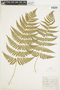 Ferns From Past to Present, funded by the Institute of Museum and Library Services (Award No. MA-30-13-0544-13).