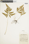 Ferns From Past to Present, funded by the Institute of Museum and Library Services (Award No. MA-30-13-0544-13).