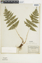 Ferns From Past to Present, funded by the Institute of Museum and Library Services (Award No. MA-30-13-0544-13).
