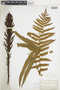 Ferns From Past to Present, funded by the Institute of Museum and Library Services (Award No. MA-30-13-0544-13).