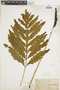Ferns From Past to Present, funded by the Institute of Museum and Library Services (Award No. MA-30-13-0544-13).