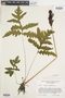 Ferns From Past to Present, funded by the Institute of Museum and Library Services (Award No. MA-30-13-0544-13).